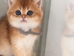 -糯米喵星人总部直营旗舰店·猫舍·幼猫出售