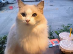 -豆逗聊愈猫阁Easy Life