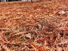 -上海海湾国家森林公园