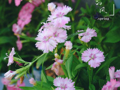-香蜜公园