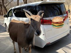 -北京野生动物园