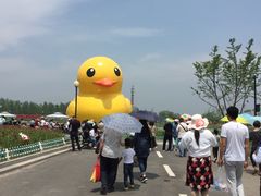 -荷兰花海