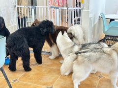 -Let's go狗咖·猫咖·奶狗·桌游(春熙路IFS店)