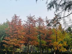 -映月湖公园
