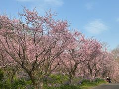 -上海海湾国家森林公园