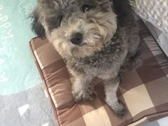-芭比堂动物医院·犬猫全科·异宠专科(雁塔分院)