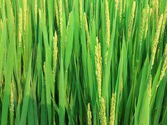 景点-朱家角课植园