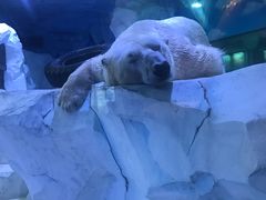 -芜湖新华联大白鲸海洋公园