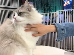 -猫房·猫吧·猫咖(龙湖时代汇店)