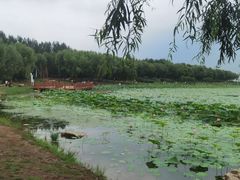 -丁香湖公园