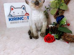 -十年猫舍·猫咪专门店(普陀店)