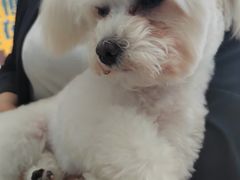 -佳雯宠物医院·皮肤科·内外科(春晓路分院)