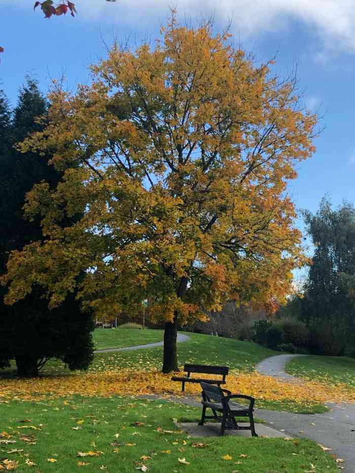 garden city park-"又是一年春季到来,早樱初开.温暖的春风伴.