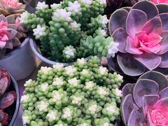 -大自然花鸟鱼虫市场