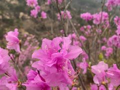 -青岛大珠山景区