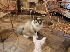-蓝鲸·缅因猫舍