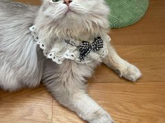 -东方名猫馆·英短金渐层布偶猫舍(环线广场1号楼店)