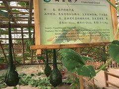 -上海都市菜园