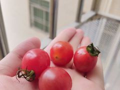 -PAGODA百果园(深圳天琴阁店)