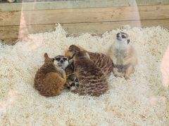 -大连森林动物园