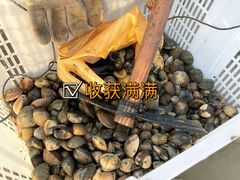 -东山珍珠岛