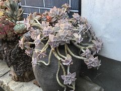 -寂照庵