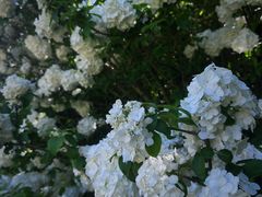 -上海滨江森林公园