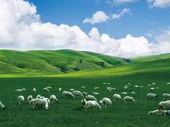 -塞罕坝国家级自然保护区