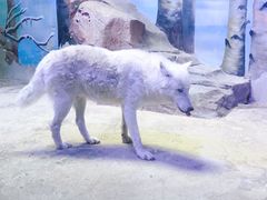 -芜湖新华联大白鲸海洋公园