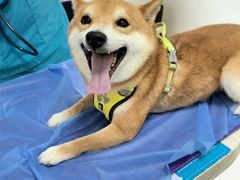 -美联众合动物医院·24h京西诊疗中心
