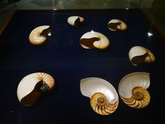 -青岛贝壳博物馆