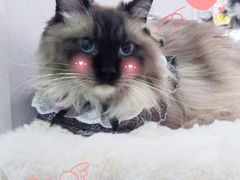 -爱洗澡的猫(望京店)