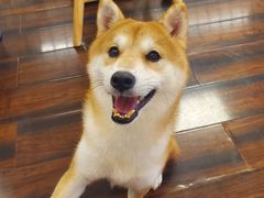 -豆柴町-柴犬主题狗咖(红鼎国际C座店)