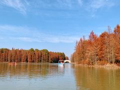 -上海海湾国家森林公园