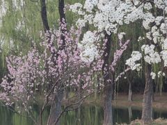 -桃花岛公园