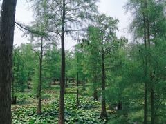 -池杉湖湿地公园