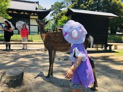 -奈良公园