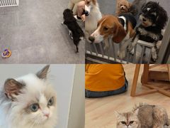 -有喵·猫咖·狗咖·30几只猫10只小狗(岗厦店)
