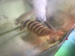 -蓝湾碧波·老字号·疍家非遗海上餐厅