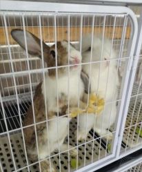 -小蜜蜂农场(凯德七宝购物广场店)