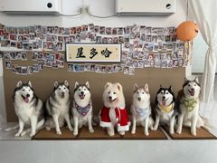 -星多哈·狗咖·拼豆·咖啡
