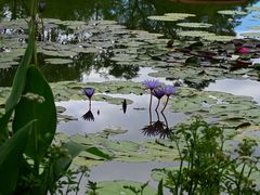 -国家植物园南园