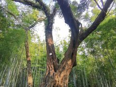 -苏家围·东江画廊旅游景区