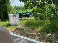 -池杉湖湿地公园