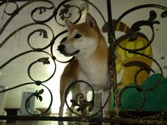 -喜柴咖啡·柴犬狗咖