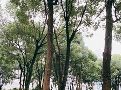 -重庆市江北嘴中央商务区中央公园