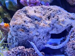 -暹罗海洋世界