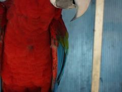 android_upload_pic-百鸟园