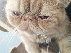 -飞行喵MR PILOT|猫舍·猫咖(静安大融城店)