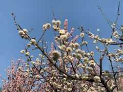 -南京古林公园
